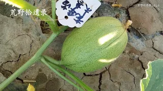 新疆甜瓜（哈密瓜）的种植方法，步骤详解 China ，Xinjiang  Melon planting