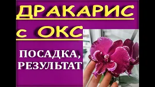 ОРХИДЕЯ пришла с ОТКРЫТЫМИ корнями:ПОСАДКА,результат.Phalaenopsis 'Dracarys' (фаленопсис "Дракарис")