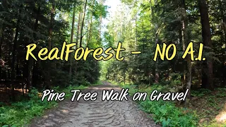 Pine Tree Forest Walk NO A.I. Real FILM Real FOREST CRUNCHY Gravel #hiking #forest #walking