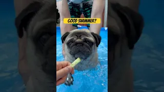 Can pugs SWIM? #pug #dog #swimmingdogs #swimming