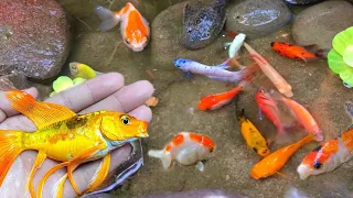 Find colorful ornamental fish, koi fish, goldfish, catfish, snakehead fish, betta fish, lobster