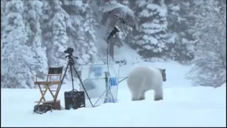 Приколы с Медведями!