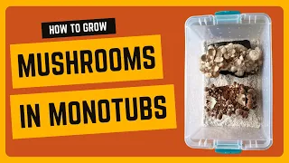 How to Grow Mushrooms in a Monotub