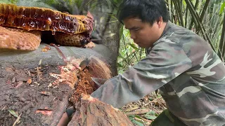 Survive alone: ​​discover wild honeycombs, set up tents and enjoy wild cassava dipped in honey |ep8