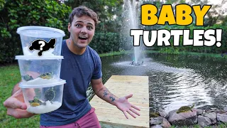 Buying BABY TURTLES for My BACKYARD POND!!