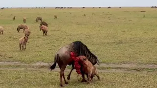 18 Hyenas Devoured a Wildbeest Alive and Walking