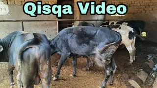 UYLARDA BOQILAYOTGAN BUQACHALAR QISQA VIDEO