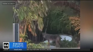 Residents concerned after coyote sighted in Fort Lauderdale