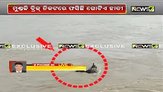 Tusker Gets Stuck Near Mundali In Cuttack, Rescue Operation Underway