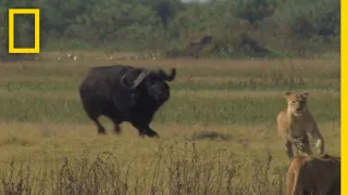 Buffalo Bull Chase - The Last Lions Deleted Scenes | National Geographic