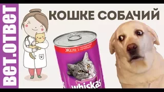 Кошке собачий, а котенку кошачий корм можно?