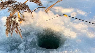 БЕЗМОТЫЛКА! Под этой ЛУНКОЙ нашёл стаю рыбы! Ловля плотвы со льда! Зимняя рыбалка 2022!