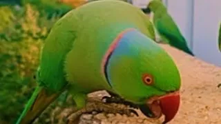 🥰 Indian Ringneck Parrots! 🥰