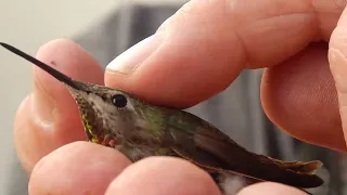 THE LURE - HOW TO GET A HUMMINGBIRD TO SIT ON YOUR HAND - THEN PET THEM!