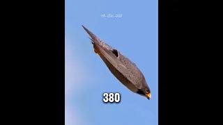The Bird Of DEATH #falcons #animals #speed