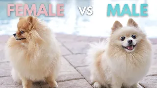 Funny Differences Between Male and Female Pomeranians