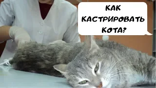 Как #КАСТРИРОВАТЬ КОТА? #ОПЕРАЦИЯ