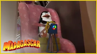 DreamWorks Madagascar en Español Latino | Pinguinos de Madagascar Escenas Graciosas