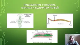 Эволюция пищеварительной системы(основные ароморфозы)