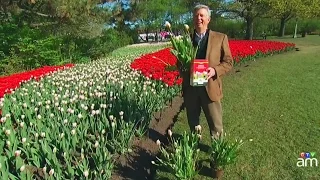 Full bloom: Historic Canadian Tulip Festival in Ottawa
