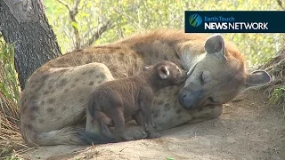 Adorable hyena cub plays with its mother