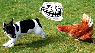 Funniest Animals Video 2022 😂 Funny cats and dogs videos 😻 Funny Video Compilation #131