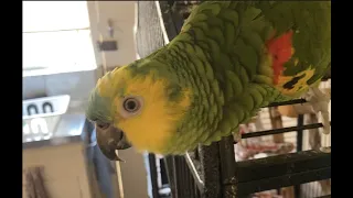 Cute baby blue-fronted Amazon parrot learning to talk!