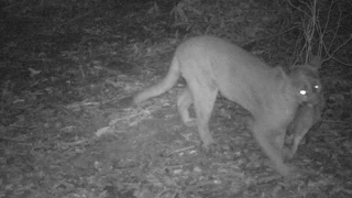 Mountain Lions Caught on Camera in San Francisco Bay Area | National Geographic