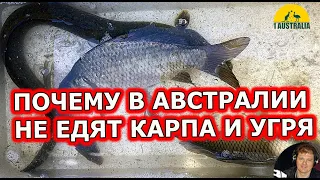 ПОЧЕМУ В АВСТРАЛИИ НЕ ЕДЯТ КАРПА И УГРЯ