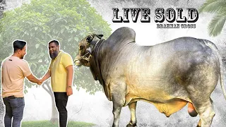 Huge Grey Brahman Cross bull Live Sold 2024 Sadeeq Agro || Biggest Bulls 2024 || Eid ul Adha 2024 ||
