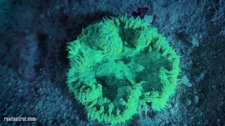 Anemone feeding at night 😋🦑🦐🍴 - Underwater timelapse ⏳🕐 / Coral Fluorescence