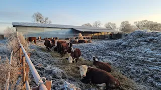 Защита от внутренних Паразитов - Чистая Зимовка для наших Бычков.