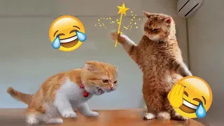 😹🐱 Funniest Cats and Dogs Videos 🤣🐈 Funny And Cute Animal Videos 2024 # 50