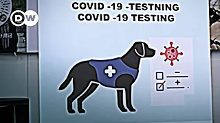 Почему Финляндии удается успешно бороться с пандемией и как собаки помогают выявить вирус