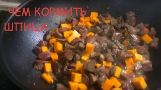 | СОБАЧЬЯ КУХНЯ | Чем кормить ШПИЦА  Как Я кормлю СОБАКУ   | Антон Казанников |