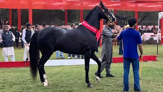 MARWARI STALLION RING RESULT MARWARI HOSE SHOW #JODHPUR