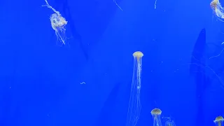 Georgia Aquarium - Jellies Camera