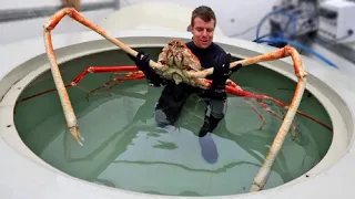 THE MOST DANGEROUS CRUSTACEANS IN THE WORLD