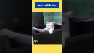 Bond.. cat Bond… #shorts #jamesbond #americasfunniestvideos #trending #catsoftiktok #cats #funny