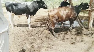 Indian bull and cow meeting in best way