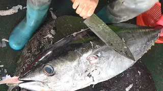 Bigeye Tuna Cutting Skill / 大目鮪魚切割技能 - How to Cut a Bigeye Tuna for Sashimi