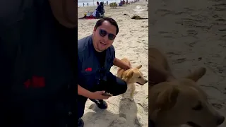 Deportan a Oso, el perrito migrante #Shorts