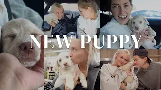 SURPRISE! COME GET A NEW PUPPY WITH US! + a smoothie/movie date night at home