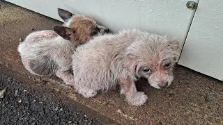 Puppies & mother dog wandering on the street with severe skins disease, shaking in frozen & scared!