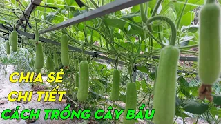 Cách trồng bầu từ lúc gieo hạt đến khi thu hoạch | Phan Đức #203