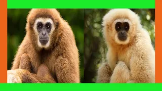 gibbon : The most amazing video you have ever seen | baby gibbon