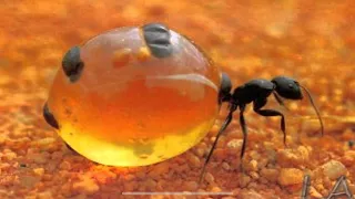 This is a honey pot ant