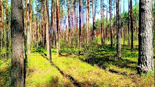 THE HEALING EFFECT OF BIRDS SINGING IN THE FOREST WILL HELP THE HEART AND NERVOUS SYSTEM