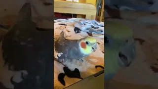 Cockatiel is singing and dancing!