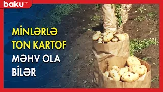 Minlərlə ton kartof məhv ola bilər - BAKU TV